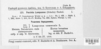 Puccinia lampsanae image